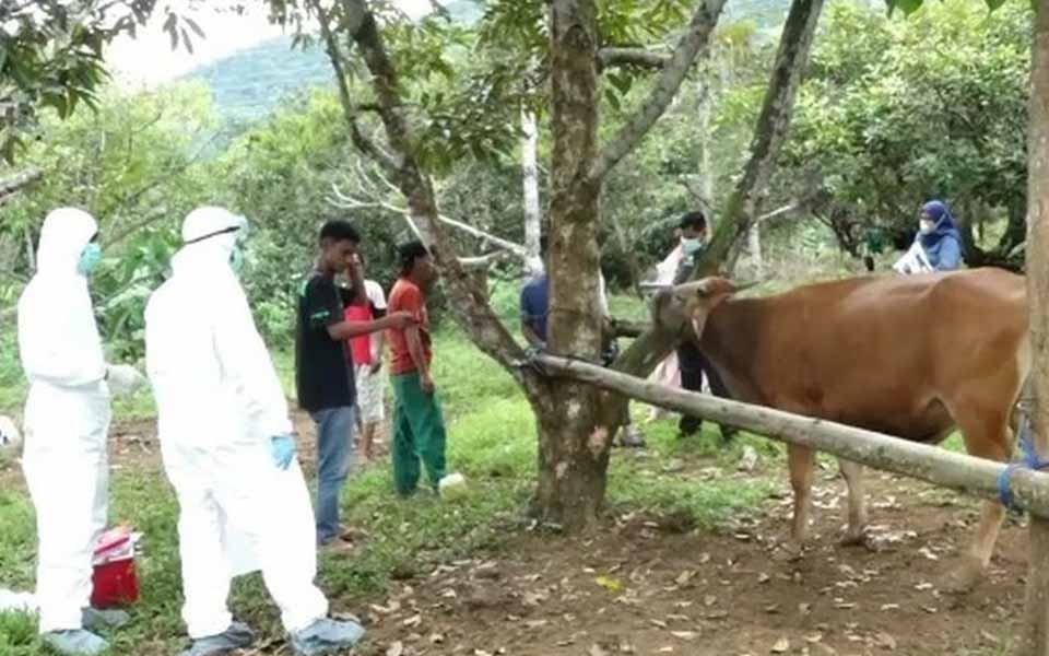 71 Hewan Ternak Terjangkit PMK, Pemkot Palopo Masih Menanti Vaksin Artikel ini telah tayang di Kompas